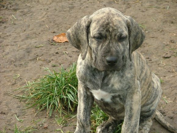 FERERO OF RED AND BRINDLE » Pedigree database Fila Brasileiro;