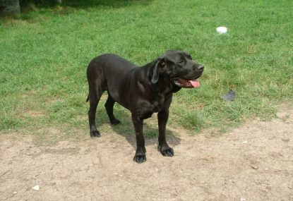 portuguese fila dog breed